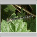 Enallagma cyathigerum - Gemeine Becherjungfer w02.jpg